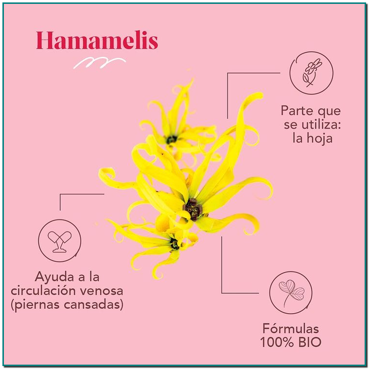 ARKOPHARMA HAMAMELIS  ?Conocida como la planta para las piernas cansadas, las hojas de hammamelis contienen taninos y flavonoides, principios activos muy interesantes en el tratamiento de los trastornos circulatorios