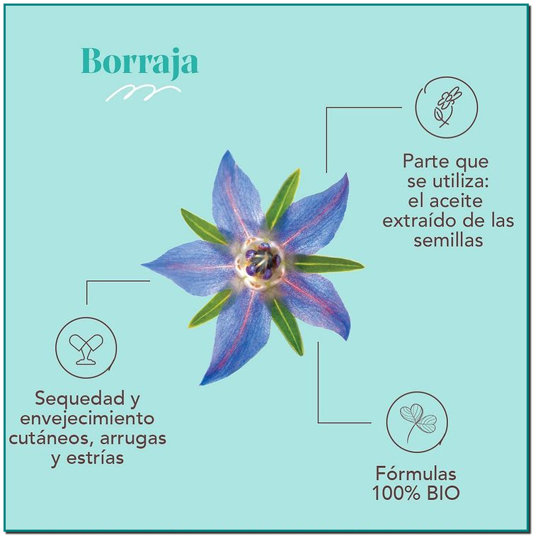Arkopharma Aceite de Borraja El aceite extraído de sus semillas, por primera presión en frío, es muy rico en ácidos grasos esenciales, como el ácido gamma linoléico