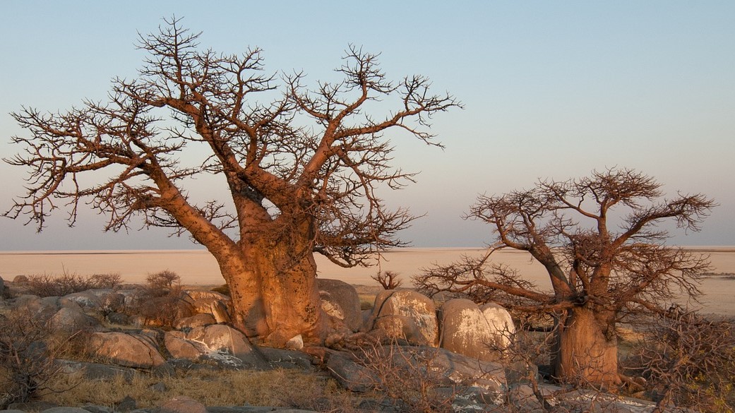 El baobab es rico en calcio y magnesio ▶️ Importante fuente de hierro, lo que lo convierte en ideal para aquellas personas con anemia, tensión baja... ▶️ Alto contenido en vitaminas A, del grupo B, C y E ▶️ Antioxidante ▶️ Energizante